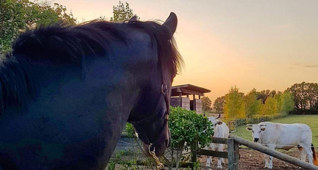 La Magnifica B&B Fauglia Exteriér fotografie